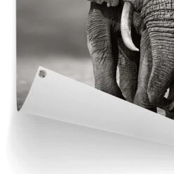 Tuinposter Wandelende Olifant 80x60 Cm Zwart -Exporteren Tuin & Thuis Decor Winkel 1000042896 0102