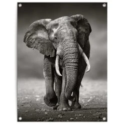 Tuinposter Wandelende Olifant 80x60 Cm Zwart