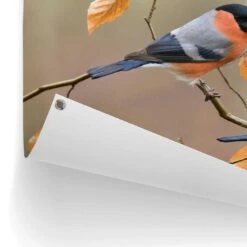 Tuinposter Goudvink 60x80 Cm Oranje -Exporteren Tuin & Thuis Decor Winkel 1000088338 0102