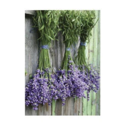 Art For The Home - Buitencanvas - Lavendel - 70x50cm
