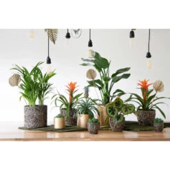 Mega Collections Plantenpot - Keramiek - Antraciet/goud - D14 Cm -Exporteren Tuin & Thuis Decor Winkel 6359fa876e0846bbab6310c22e91c454