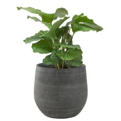 Steege Plantenpot - Keramiek - Grijs - 36 X 32 Cm -Exporteren Tuin & Thuis Decor Winkel d04e3b5c03564d418c701127b928c500