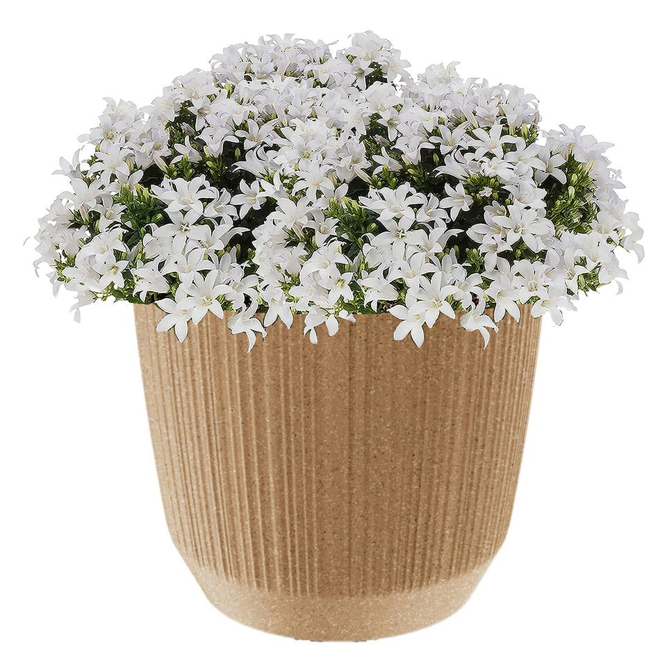 Prosperplast Plantenpot/bloempot - Kunststof - Beige - D19,5 X H17 Cm 2 Prosperplast Plantenpot/bloempot - Kunststof - Beige - D19,5 X H17 Cm - Afbeelding 2